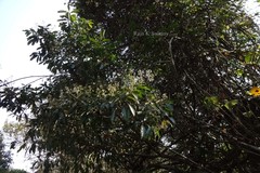 Phoebe lanceolata